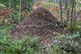 Wild Wonders – More about Ants, the Tree of Life and Young Volunteers
