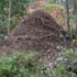 Garden Life – The Garden In October – Gill Ford