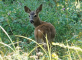 Wild Wonders – September 2022