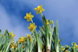 April Gardening Jobs To Do