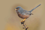 Crane Spotter: Return of the Darting wobbler