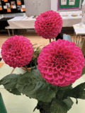 Ewhurst Horticultural Society Autumn Show 2024