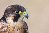 Crane Spotter – Jubilee jubilation! – July 2022