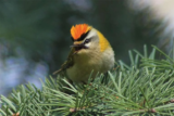 Crane Spotter – March 2017 – The Jewel In The Crown