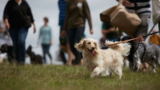 The Great Dog Walk 2019