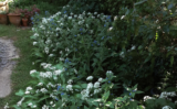 Organic Gardening