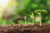 January 2019 – New Beginnings in our Gardens