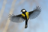 Crane Spotter – January 2019 – Your Birdwatching Calendar