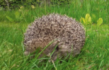 Garden Life – A Spiky Friend – Gill Ford