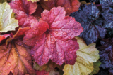 Garden Life – June 2022