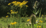 Wild Wonders