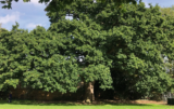 Wild Wonders – October 2020