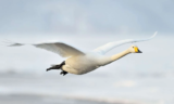 Crane Spotter – Super Whooper dreams are gonna blind me… – May 2022