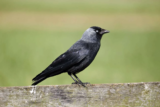 Crane Spotter – December 2018 – Black snow fooling