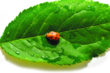 Wild Wonders – August 2025