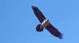 Crane Spotter – December 2020 – Going Home For Christmas