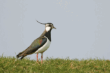 Crane Spotter: Record local year masks a cause for concern