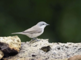 Crane Spotter – October 2018 – Less and less, and nearly Lesser no more