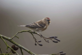 Crane Spotter – March 2019 – Bittersweet Battlers