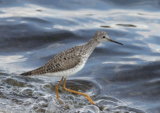 Crane Spotter: tales from a Cranleigh birder – My unexpected Platinum Jubilee award from Queen Elizabeth II