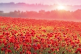 Remembrance Sunday – 14th November 2021