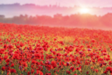 Remembrance Sunday – 14th November 2021