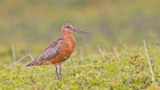 Crane Spotter – September 2020 – High-flying Godwits grab the glory