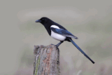 Crane Spotter – A tale of two sittings