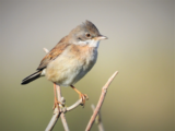 Crane Spotter: Hello mate – is it me you’re looking for?