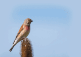 Crane Spotter – Time to make a better day