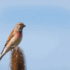 Mindful Practices For A Balanced New Year