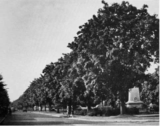 The Joy of Cranleigh – Cranleigh Myths – The Maples on the Common