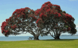 Wild Wonders – December 2024