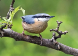 Cranleigh Camera Club – May 2018