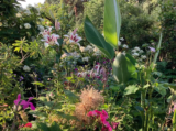 Open Garden in Aid of Motor Neurone Disease Research