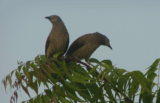 Crane Spotter – February 2020 – Local birds like you’ve  never seen before