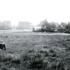 Joy of Cranleigh – What was happening in Cranleigh in August 1918?