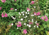 Garden Life – The Garden in August – Gill Ford