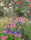 Garden Life – The Garden in September – Gill Ford