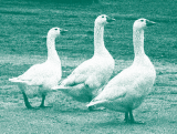 A Poultry Tale