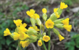Wild Wonders – April 2022