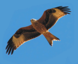 Crane Spotter – A Kite flying festival