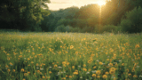 Wild Wonders – August 2024