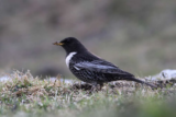 Crane Spotter – October 2017 – Oodles of Ouzels