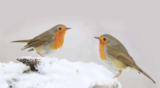Crane Spotter: Even Robins now require ID cards