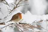 December – Looking after the Garden and Wildlife