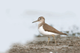 Crane Spotter: Bob, bob, bobbing – and gone