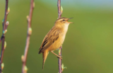 Crane Spotter – On the edge – for a ‘Sedge’ – June 2022