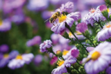 September – Changing Gardens