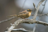 Crane Spotter – December 2016 – An Early Christmas